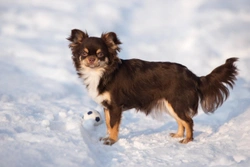 Tips on How to Walk Your Dog Safely in the Snow