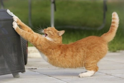 What makes cats so lithe and flexible?