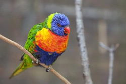 Lorikeets as Companion Pets