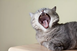 Cat Mouth Cancer: Feline Oral Squamous Cell Carcinoma Guide