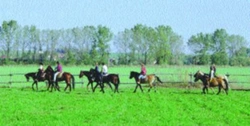 Vyberte si správného koně: Kůň na agroturistiku