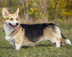 Welsh Corgi Pembroke vs Welsh Corgi Cardigan: differenze