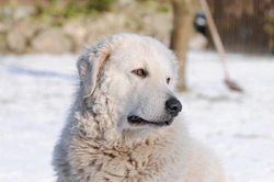 Learning more about the fascinating history of the Pyrenean mountain dog breed