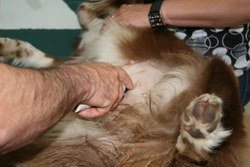 Dog Nipple Cysts: Causes, Symptoms & Treatment