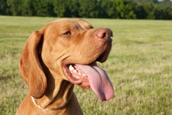 Epilepsy in the Hungarian Vizsla