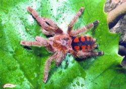 Avicularia minatrix