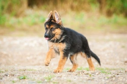 Panosteitis in Puppies