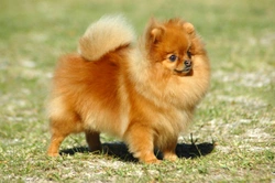 Pomeranian Frequently Asked Questions