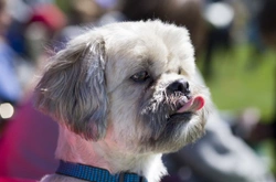 Why Does My Dog Lick Fabric? Understanding the Behavior
