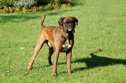 The special health considerations of the Boxer dog