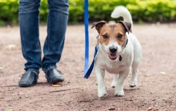 How to Work Out How Much Exercise Your Dog Needs