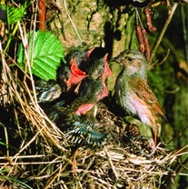 Pěvuška modrá Prunella modularis (Linnaeus, 1758)