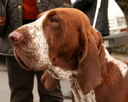 Bracco Italiano: dove trovare i cuccioli, carattere e prezzo in Italia