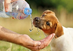 Rehydrating a dog that has been sick