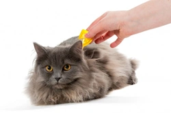 How different chemical flea and tick preventatives and treatments work