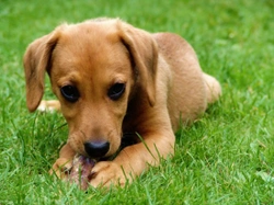 Setting boundaries for your new dog or puppy