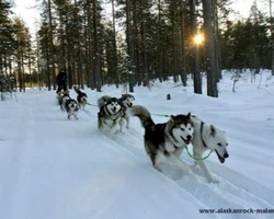 L'Alaskan Malamute e il lavoro - Parte terza