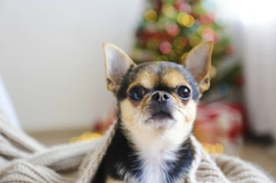 Five more frequently asked questions from dog owners at Christmas