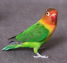 Common Lovebird Illnesses