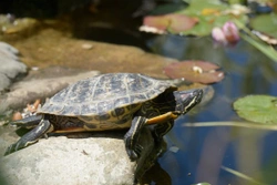 UK Pond Turtles: Musk Turtle Care & Pond Suitability