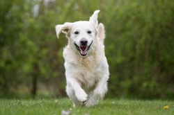 Why You Shouldn't Let Your Dog Chase Squirrels
