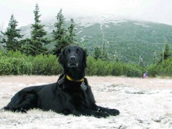 Flat Coated Retriever