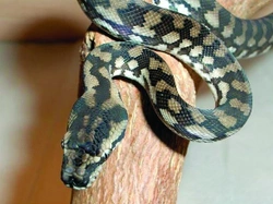 MORELIA SPILOTA VARIEGATA - KRAJTA KOBERCOVÁ