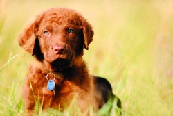 Co to vlastně je, ten Chesapeake Bay Retriever?