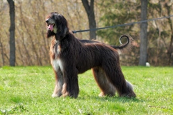 5 personality traits of the Afghan hound