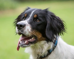 Canine exercise intolerance and gasping for breath
