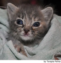 Cómo cuidar a un gato neonato sin madre