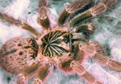 Páření sklípkana Pterinochilus murinus