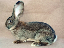 Posuzování králíků v obrazech II. Hmotnost