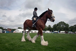 Ridden Heavy Horses - The New Sport