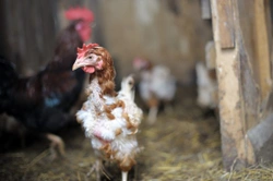 Why Do Chickens Moult ?