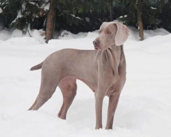 Weimaraner o Bracco di Weimar - Le caratteristiche e sue origini