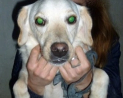 Adozioni cani: la storia di Carlos, dolce Labrador in miniatura