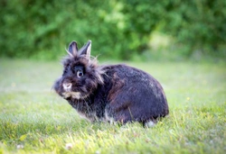 Can you tell when your female rabbit is in heat?