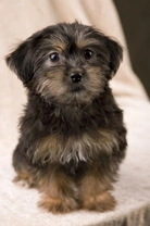 Yorkiepoo, Yorkapoo, Yoodle ... A unique mixed breed dog