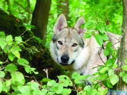 Svět podle psa – část 28. Průvodce labyrintem psích emocí – Malý velký pes