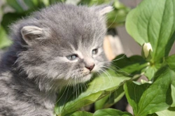 Cats and Poisonous Plants