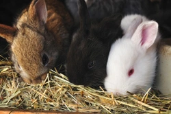 How to Keep Rabbits Warm in Winter & Cool During the Summer