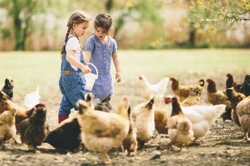 Top Tips on How to Feed Your Chickens