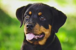 7 Essential Steps to Avoid Impulse Puppy Buying UK 2025