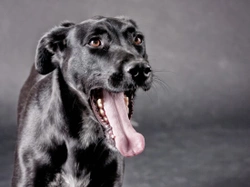 Decoding your dog’s calming signals