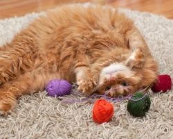 Keeping indoor cats happy when they are alone