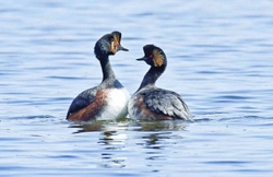 Potápka černokrká – Poliocephalus nigricollis (Brehm, 1831)