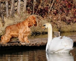 Il carattere del Cocker Spaniel Inglese e le sue caratteristiche