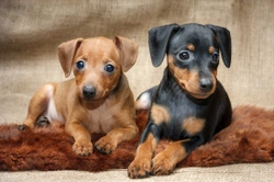 Eye problems in the Miniature Pinscher and similar dog breeds