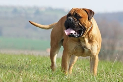 Bullmastiff and Common Eye Issues